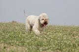 LAGOTTO 070
